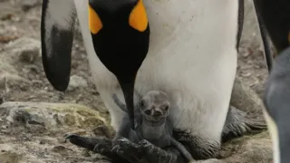 Vianoce v divokej prírode