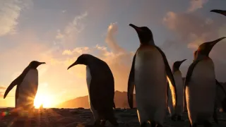 Vianoce v divokej prírode