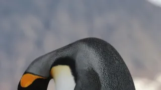 Vianoce v divokej prírode