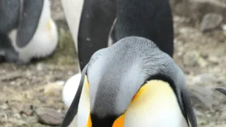 Vianoce v divokej prírode