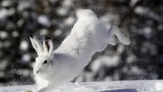 Vianoce v divokej prírode