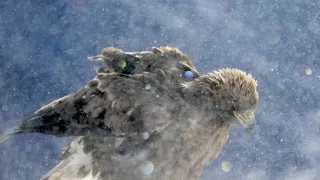 Vianoce v divokej prírode