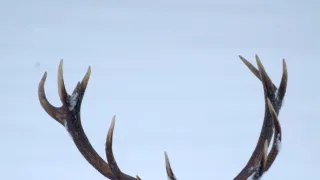 Vianoce v divokej prírode