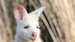 Vianoce v divokej prírode