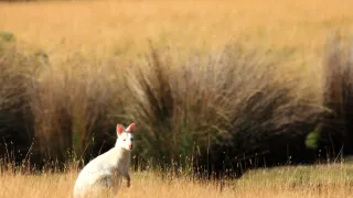 Vianoce v divokej prírode