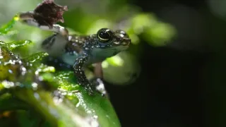 Vianoce v divokej prírode