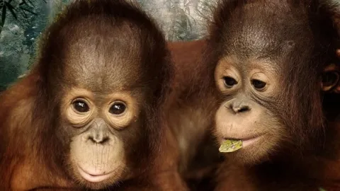 Orangutaní škola v džungli (2)