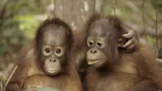 Orangutaní škola v džungli (2)