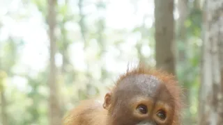 Orangutaní škola v džungli (2)