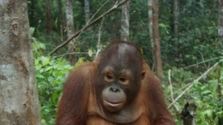 Orangutaní škola v džungli (2)