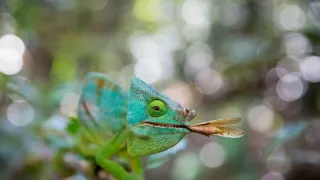 David Attenborough: Lov (4)