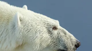 David Attenborough: Lov (4)