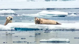 David Attenborough: Lov (4)