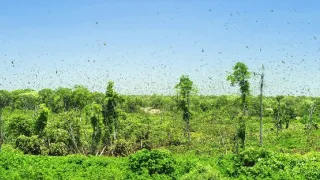 Afrikou letom svetom