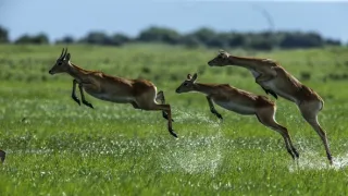 Okavango - řeka snů (1/4)