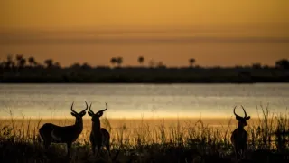 Okavango - řeka snů (1/4)