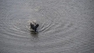 Okavango - řeka snů (1/4)