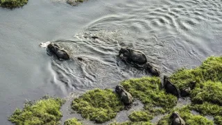 Okavango - řeka snů (1/4)