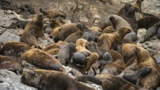 Humboldtův proud (1/3)