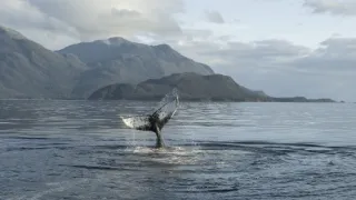 Humboldtův proud (1/3)