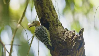 Tayrona (1/2)