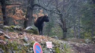 Na cestě po Korsice