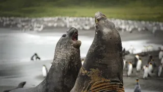 Veľké prírodovedné dobrodružstvá Davida Attenborougha (3/3)