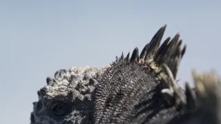 Veľké prírodovedné dobrodružstvá Davida Attenborougha (3/3)