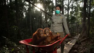 Oči orangutana