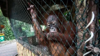 Oči orangutana