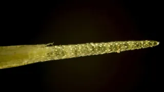 Zázračná planeta: Zelená planeta (4/5)