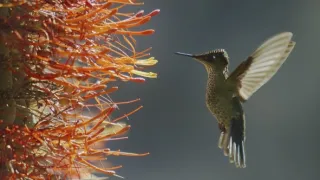 Zázračná planeta: Zelená planeta (4/5)