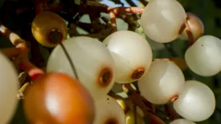 Zázračná planeta: Zelená planeta (4/5)