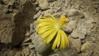 Zázračná planeta: Zelená planeta (4/5)