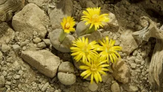 Zázračná planeta: Zelená planeta (4/5)