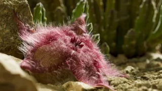 Zázračná planeta: Zelená planeta (4/5)