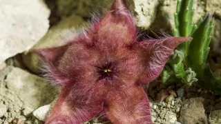 Zázračná planeta: Zelená planeta (4/5)