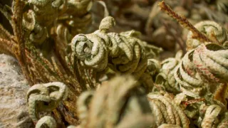 Zázračná planeta: Zelená planeta (4/5)