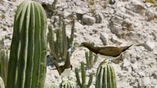 Zázračná planeta: Zelená planeta (4/5)