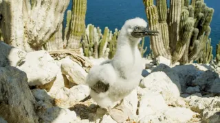 Zázračná planeta: Zelená planeta (4/5)