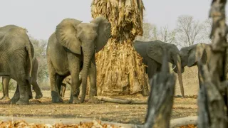 Zázračná planeta: Zelená planeta (4/5)