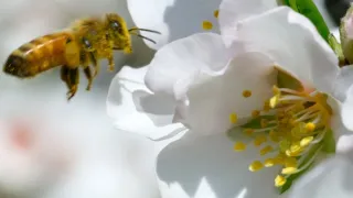 Zázračná planeta: Zelená planeta (5/5)