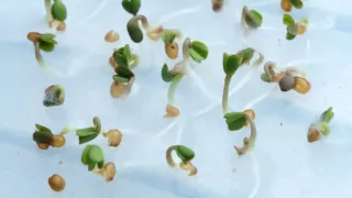 Zázračná planeta: Zelená planeta (5/5)