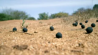 Zázračná planeta: Zelená planeta (5/5)