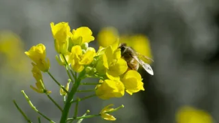 Zázračná planeta: Zelená planeta (5/5)