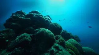 Tayrona (2/2)