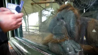 Oči orangutana