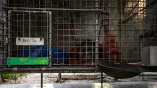 Oči orangutana