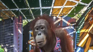 Oči orangutana