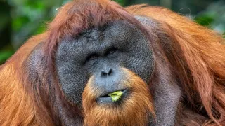 Oči orangutana